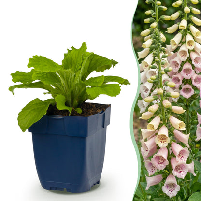 Fingerhut 'Gloxiniiflora' – Weiß-Rosa – Topf Ø11cm