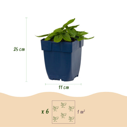 Ziest 'Hummelo' – Stachys monieri – Lila – Topf Ø11cm – Ansicht 3