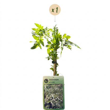 Echter Jasmin – Jasminum officinale – Weiß – Ø9cm – Ansicht 2