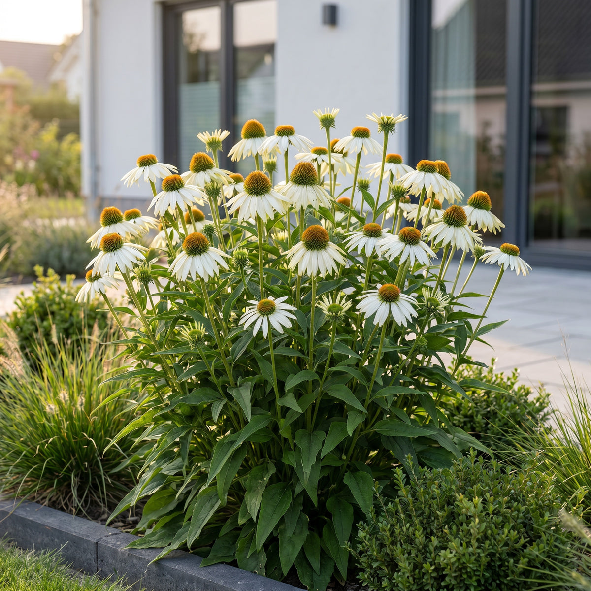 Sonnenhut 'Alba' – Echinacea purpurea – Weiß – Topf Ø11cm – Ansicht 6