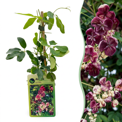 Fingerblättrige Akebie (Akebia quinata) – Lila-Rot – Topf Ø9cm