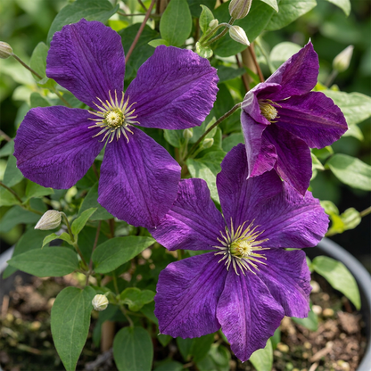 Clematis 'Étoile Violette' – Lila – Topf Ø9cm – Ansicht 3