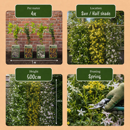 Jasmin-Trio 'Tricolour' – Gelb-Weiß-Rosa – Topf Ø9cm – Ansicht 7