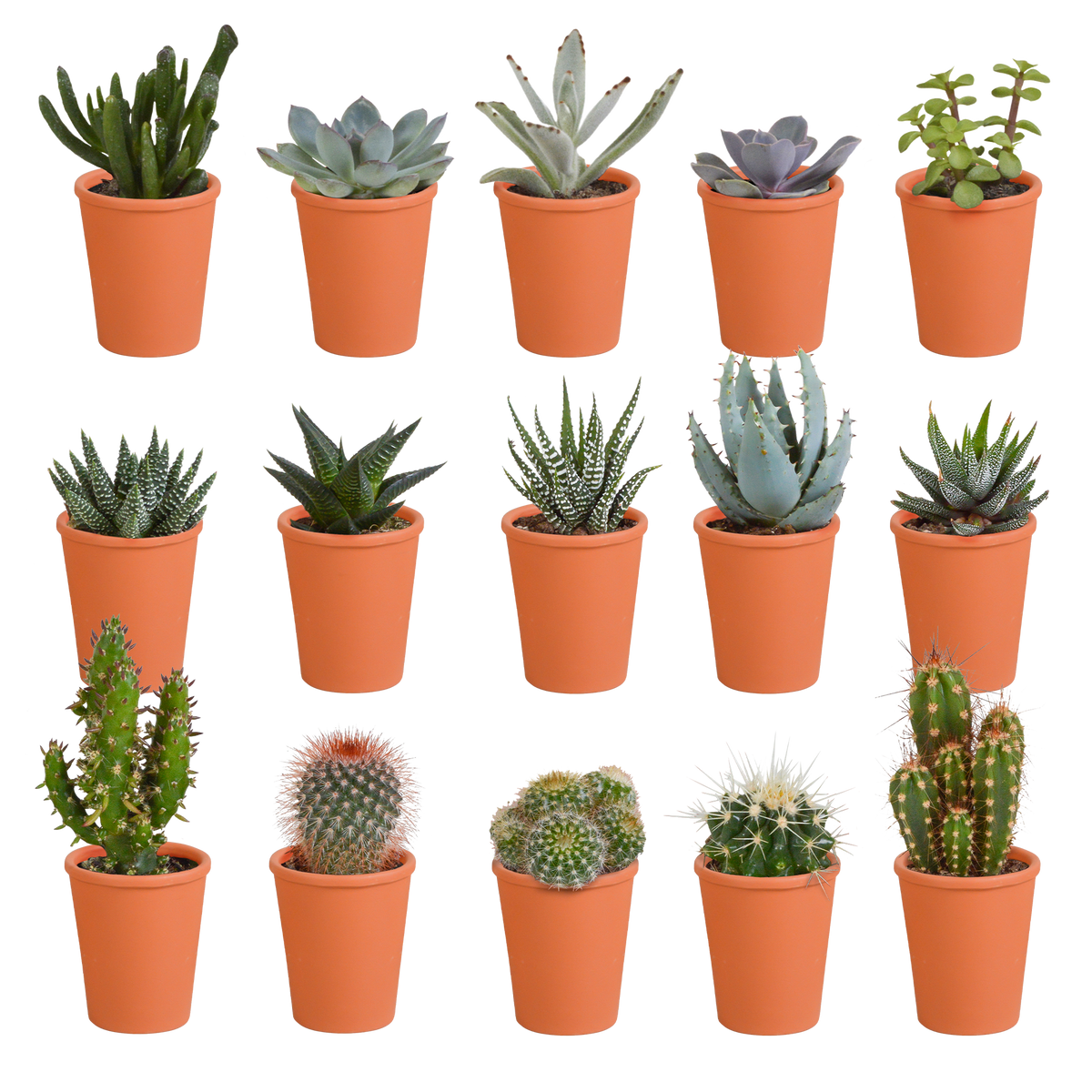Kakteen- & Sukkulenten-Mischung – Terracotta-Topf Ø5,5cm (15 Pflanzen)