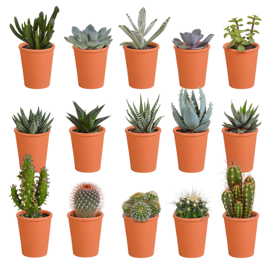 Kakteen- & Sukkulenten-Mischung – Terracotta-Topf Ø5,5cm (15 Pflanzen)