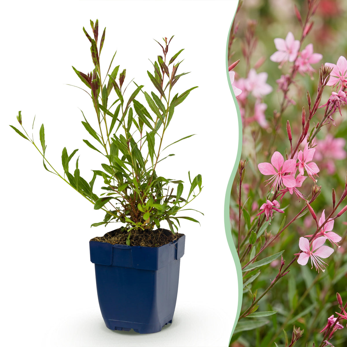 Prachtkerze 'Florgauros' – Gaura lindheimeri – Rosa – Topf Ø11cm