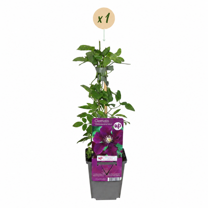 Clematis 'Warszawska Nike' – Rot, Ø9cm, ↕35cm – Ansicht 2