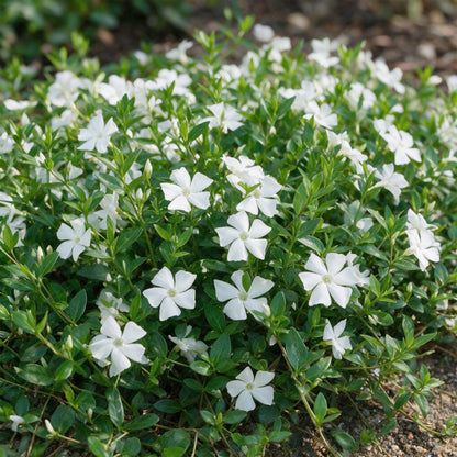 Immergrün 'Vinca minor Alba' – Weiß – Topf Ø11cm – Ansicht 5
