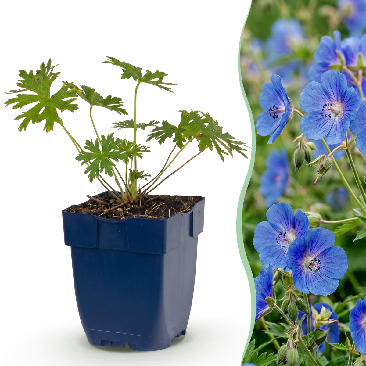 Storchschnabel 'Johnson's Blue' – Blau – Topf Ø11cm – Ansicht 2