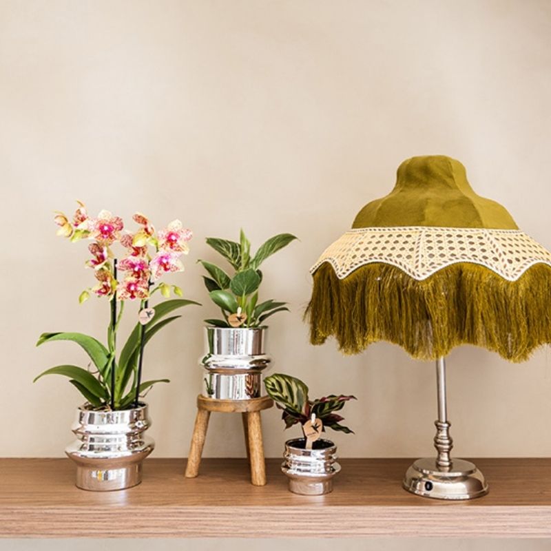 Philodendron 'White Measure' – Ø9cm – Ansicht 7