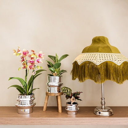 Philodendron 'White Measure' – Ø9cm – Ansicht 7