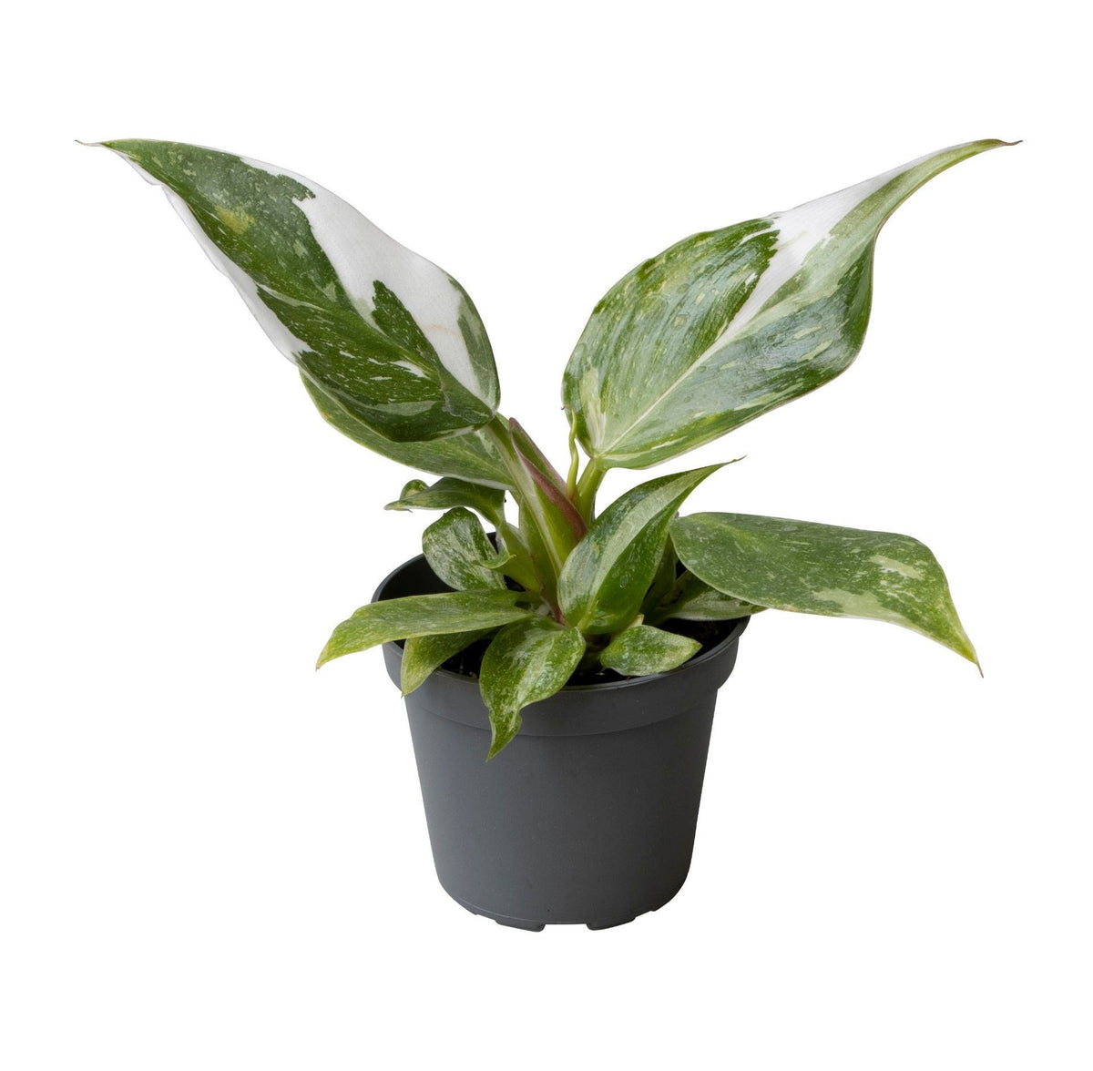 Philodendron 'Weiße Prinzessin' – Grün-Weiß – Topf Ø6cm