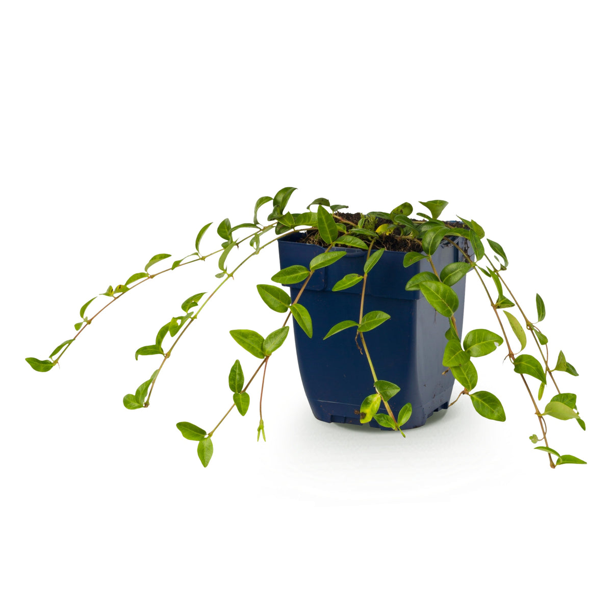 Immergrün 'Vinca minor' – Blau – Topf Ø11cm – Ansicht 2
