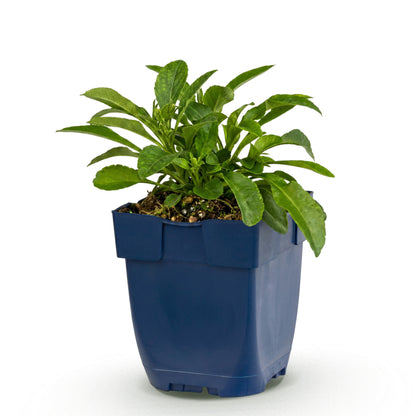 Glockenblume 'Campanula persicifolia' – Blau – Topf Ø11cm