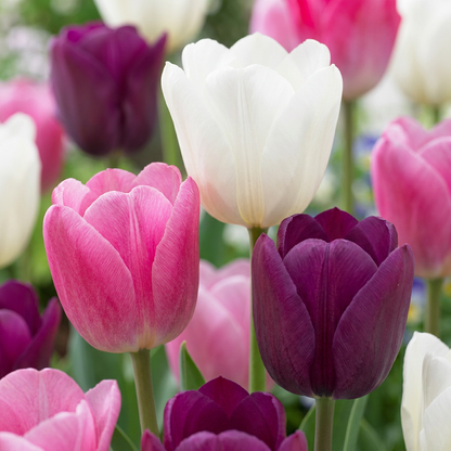 Tulpen-Mix 'Pastel'