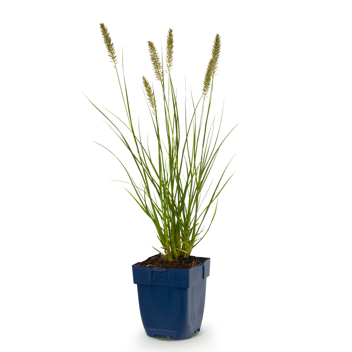 Lampenputzergras 'Hameln' – Pennisetum alopecuroides – Topf Ø11cm – Ansicht 2