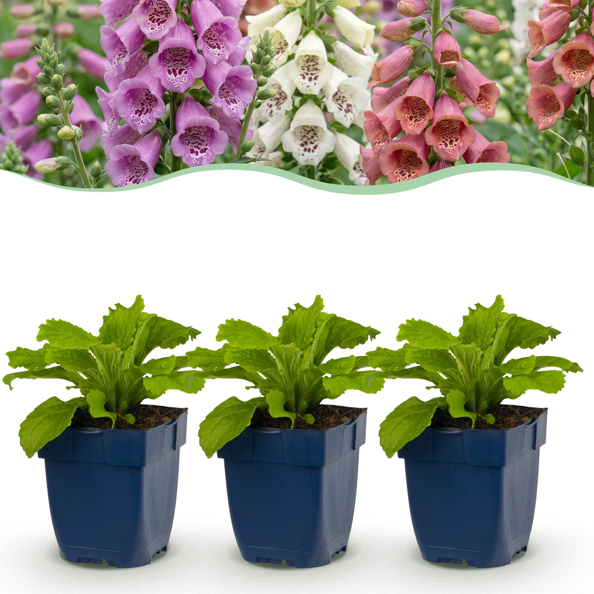 Fingerhut 'Digitalis Tricolour' – Rosa-Violett-Weiß – Topf Ø11cm