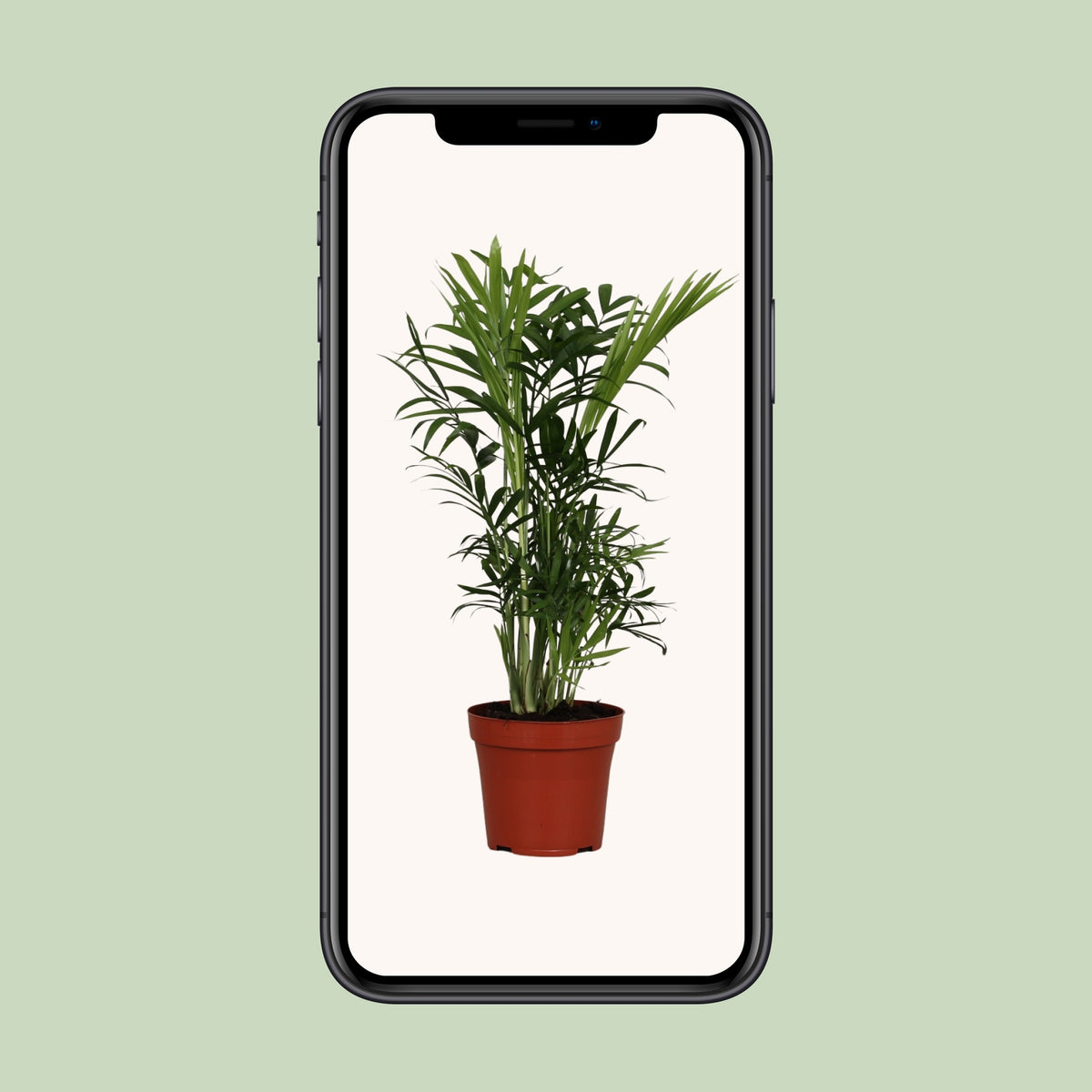 Zwergbergpalme 'Chamaedorea Elegans' – Topf Ø12cm – Ansicht 4