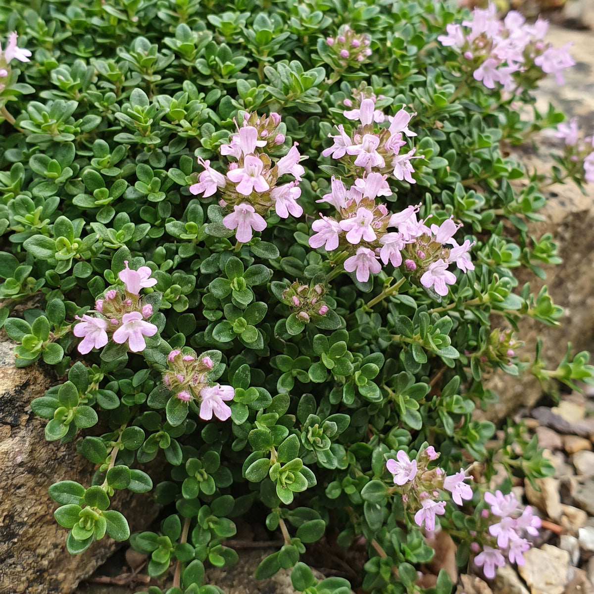Kriech-Thymian 'Minor' – Rosa – Topf Ø11cm – Ansicht 5