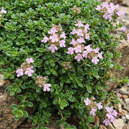 Kriech-Thymian 'Minor' – Rosa – Topf Ø11cm – Ansicht 5