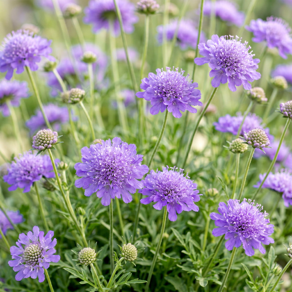 Tauben-Skabiose 'Butterfly Blue' – Scabiosa columbaria – Lila – Topf Ø11cm – Ansicht 5