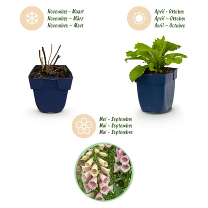 Fingerhut 'Gloxiniiflora' – Weiß-Rosa – Topf Ø11cm – Ansicht 4