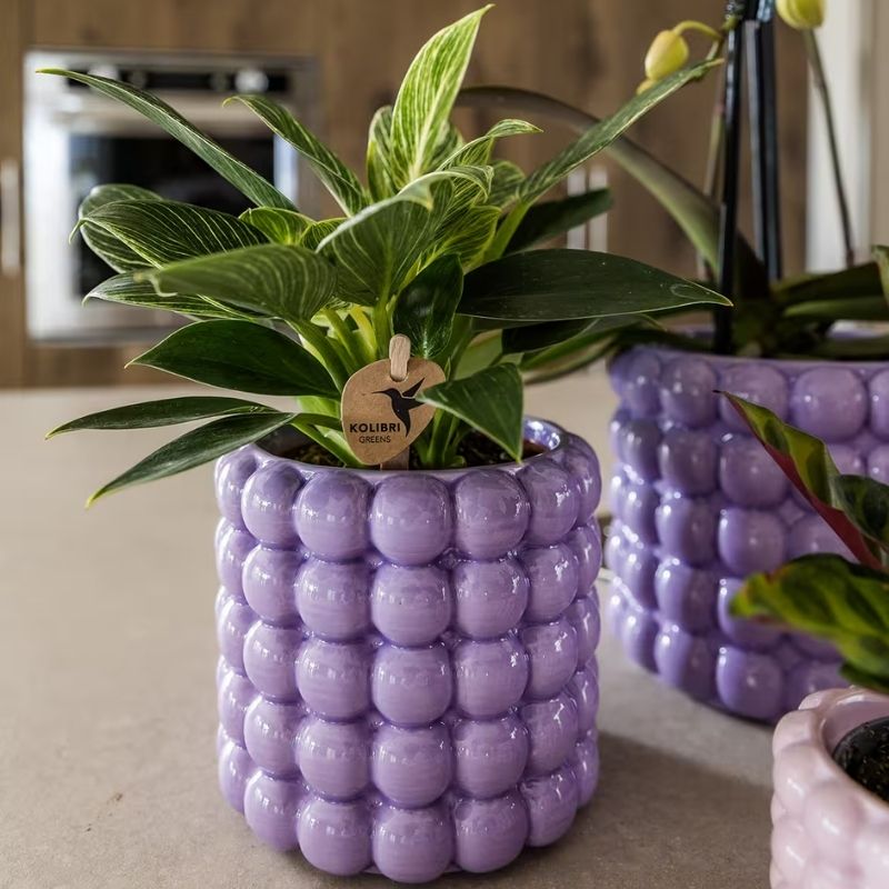 Philodendron 'White Measure' – Ø9cm – Ansicht 3