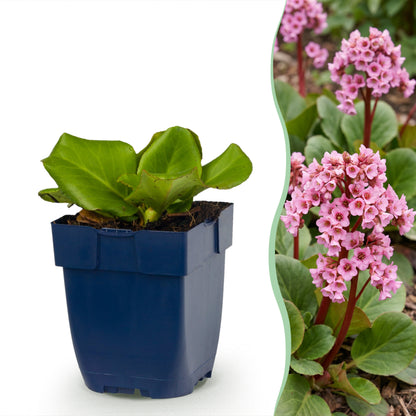 Bergenie 'Bergenia cordifolia' – Rosa – Topf Ø11cm