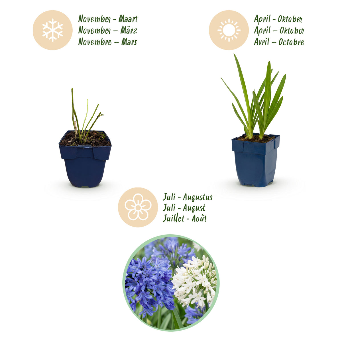 Schmucklilie 'Agapanthus Duo' – Blau-Weiß – Topf Ø11cm – Ansicht 4