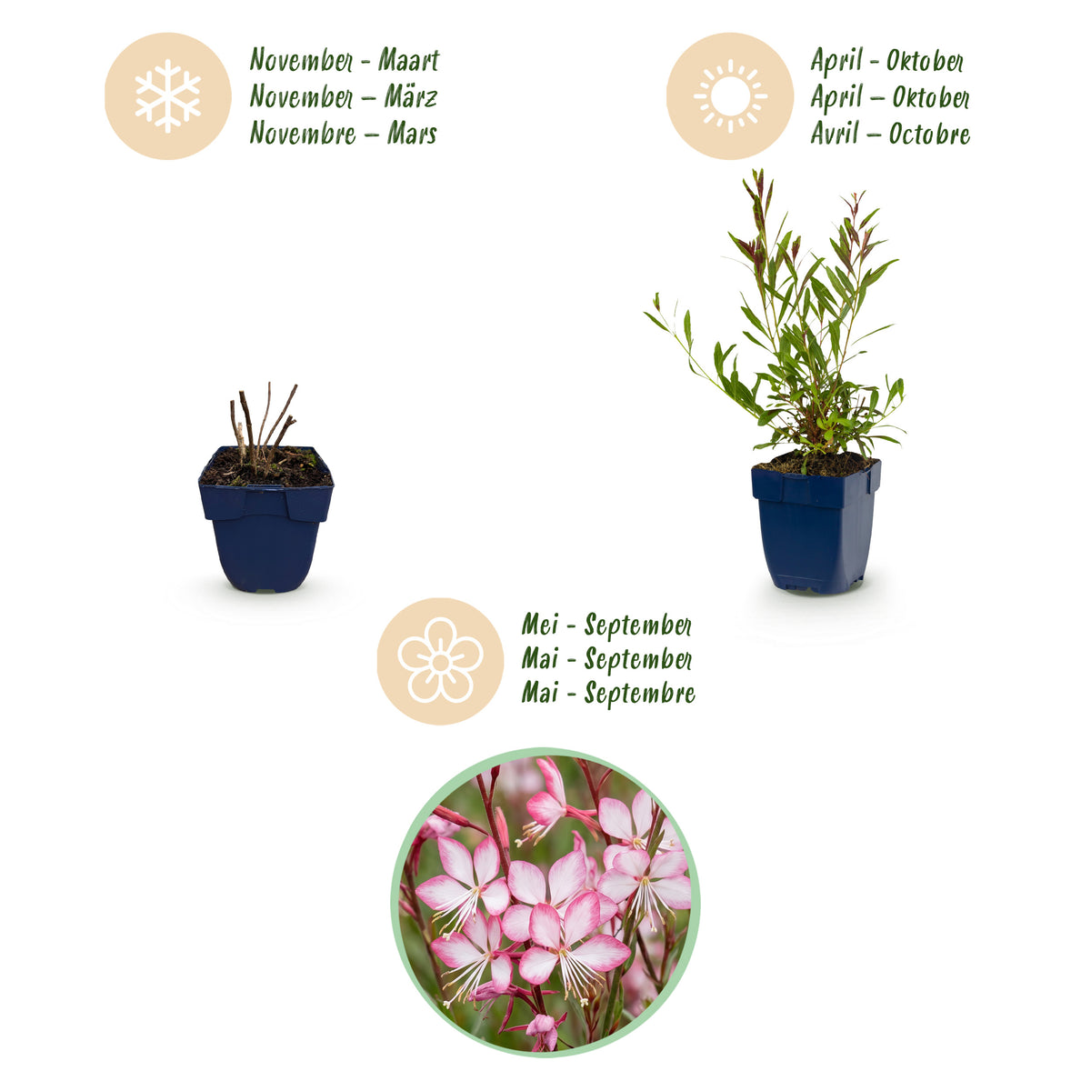 Prachtkerze 'Rosyjane' – Gaura lindheimeri – Rosa – Topf Ø11cm – Ansicht 4