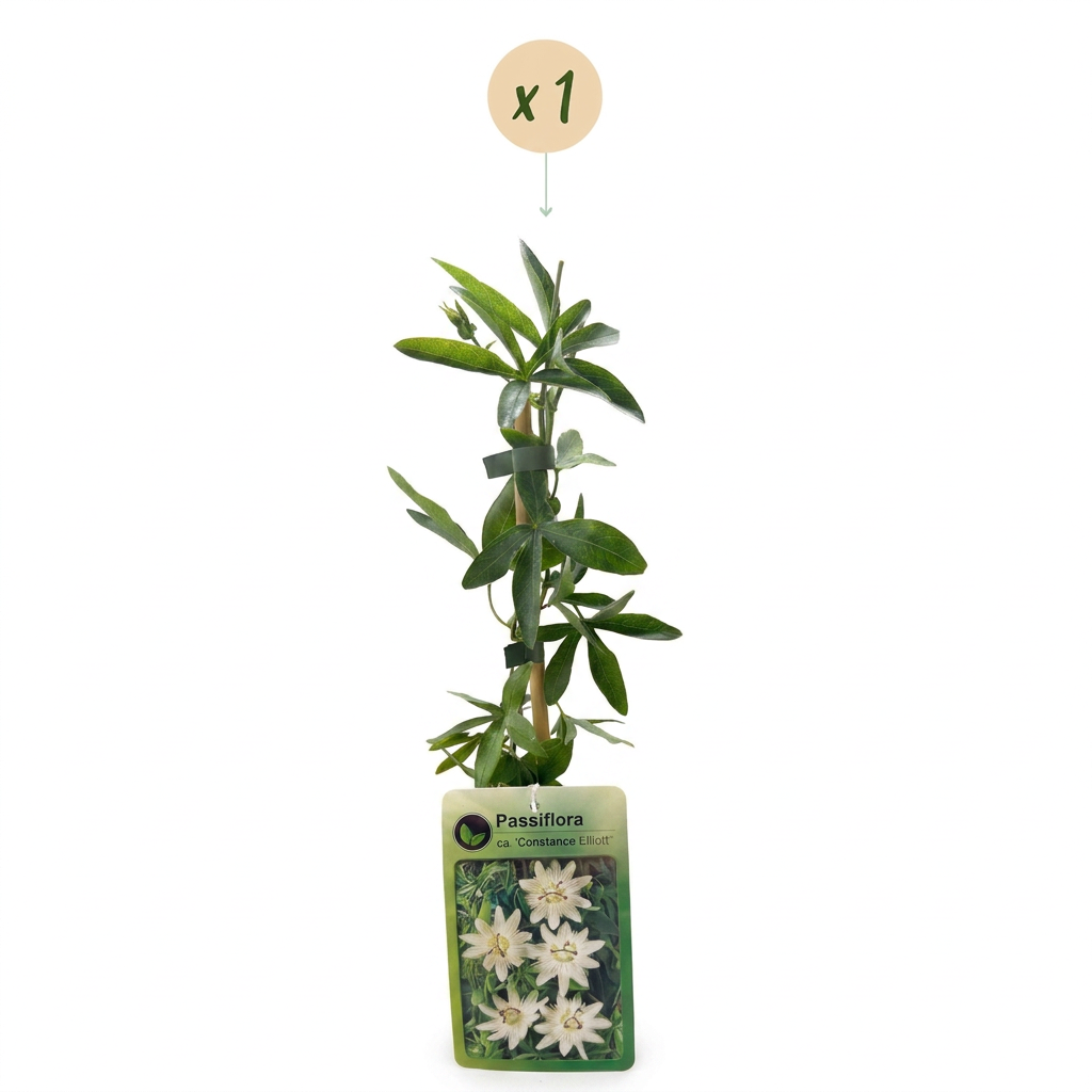Passionsblume 'Constance Elliott' – Weiß – Topf Ø9cm – Ansicht 2