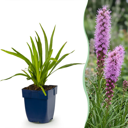 Liatris spicata – Lila – Topf Ø11cm