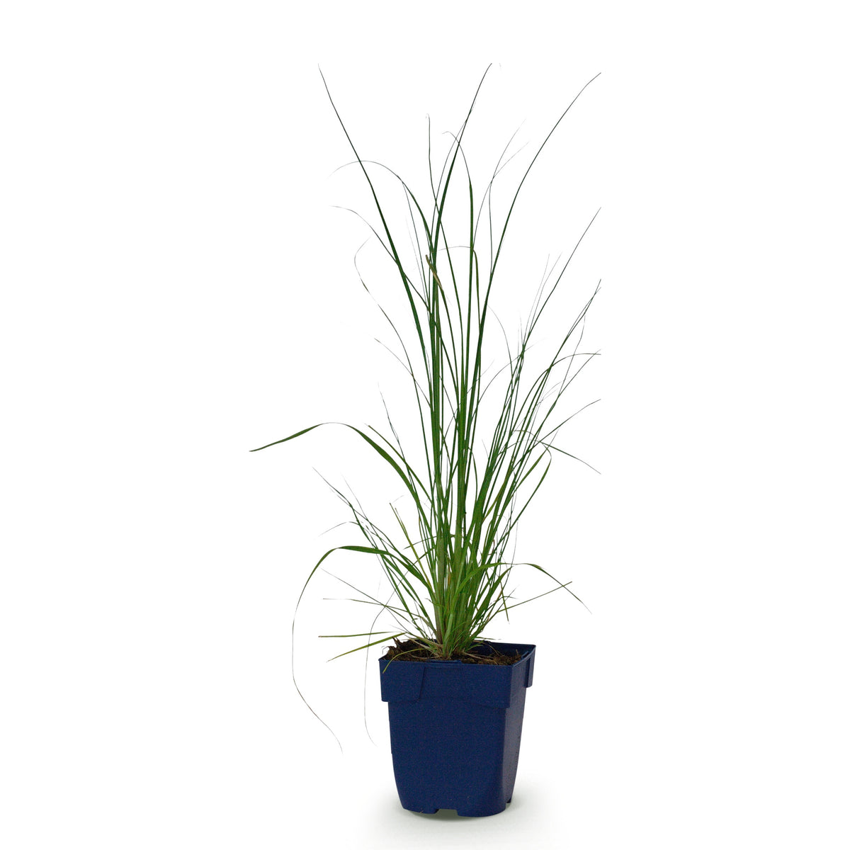 Zwerg-Pampasgras 'Cortaderia Pumila' – Grau – Topf Ø11cm – Ansicht 2