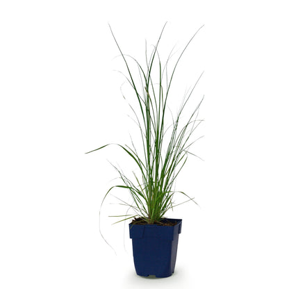 Zwerg-Pampasgras 'Cortaderia Pumila' – Grau – Topf Ø11cm – Ansicht 2