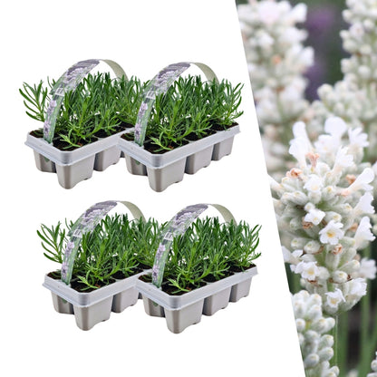 Lavendel 'Angustifolia White' – Ø7 cm, ↕15 cm
