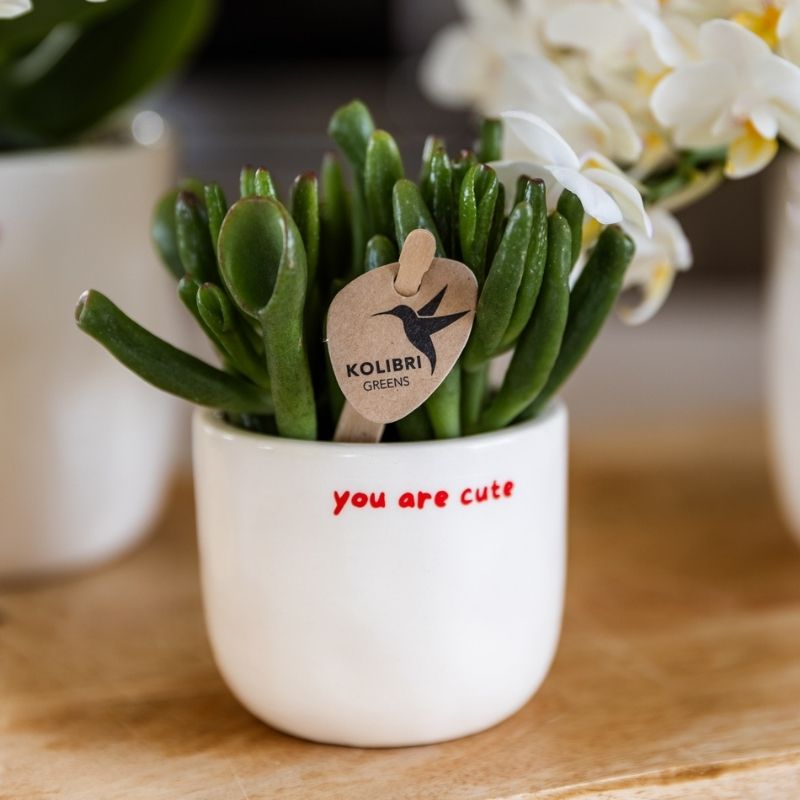 Sukkulente Crassula Hobbit – Ø6cm – Ansicht 9