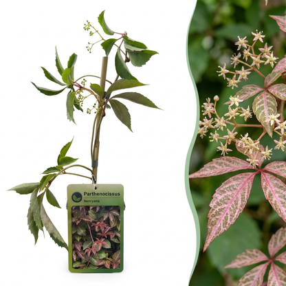Wilder Wein 'Parthenocissus henryana' – Grün – Topf Ø9cm