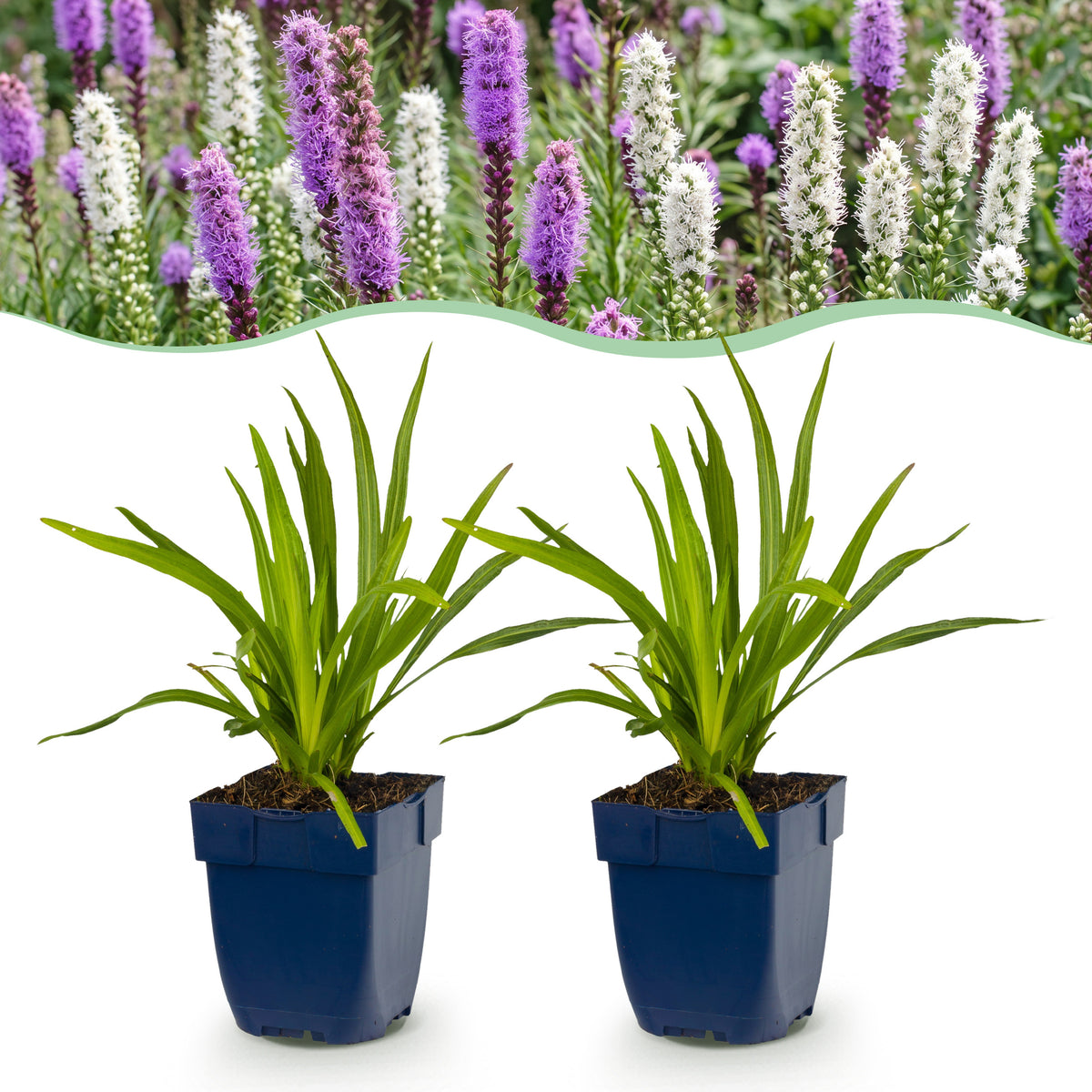 Prachtscharte 'Liatris Duo' – Violett-Weiß – Topf Ø11cm