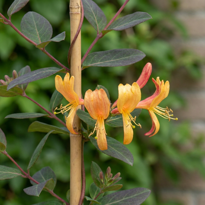 Tellmanns Geißblatt 'Lonicera tellmanniana' – Orange-Gelb – Topf Ø9cm – Ansicht 3