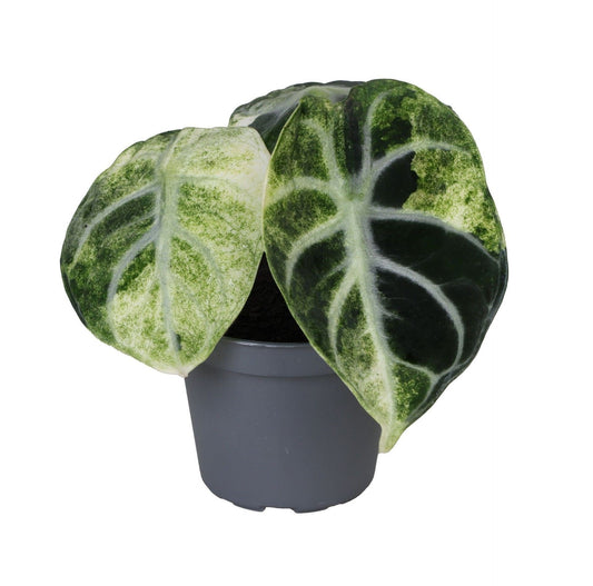 Alocasia 'Ninja Variegata' – Schwarz-Weiß – Ø6cm