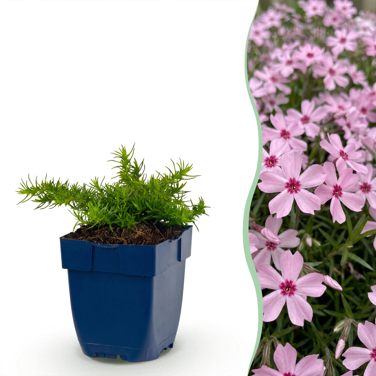 Polster-Phlox 'Rosette' – Rosa – Topf Ø11cm