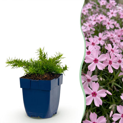 Polster-Phlox 'Rosette' – Rosa – Topf Ø11cm