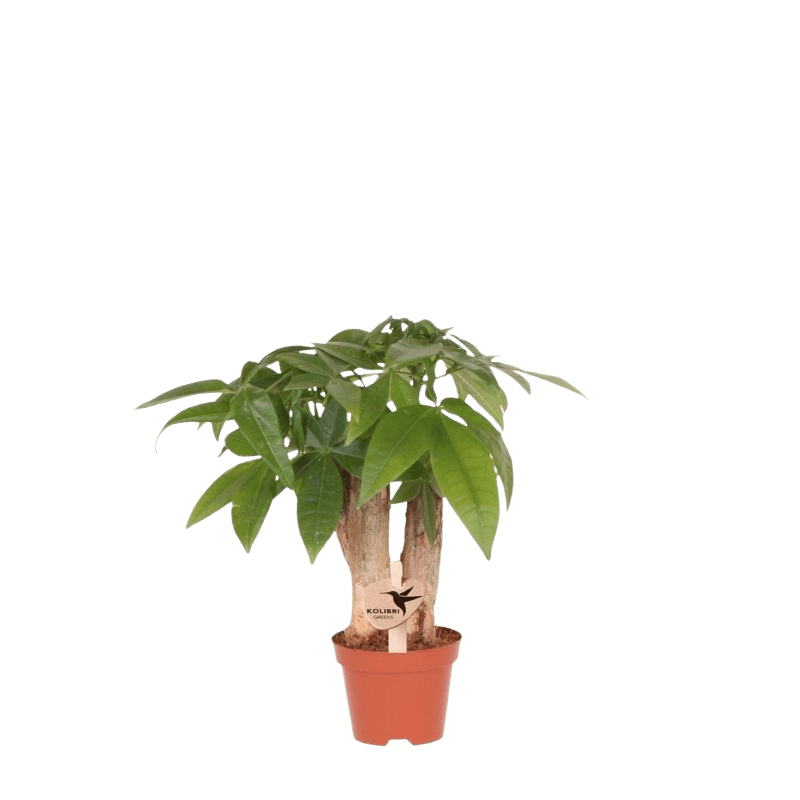 Pachira 'Geldbaum' – Zimmerpflanze – Ø6cm