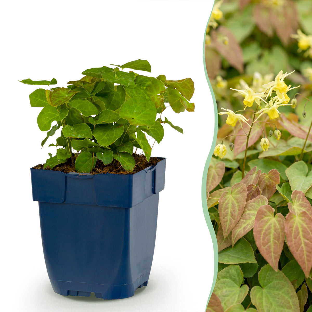 Elfenblume 'Frohnleiten' (Epimedium) – Gelb – Topf Ø11cm
