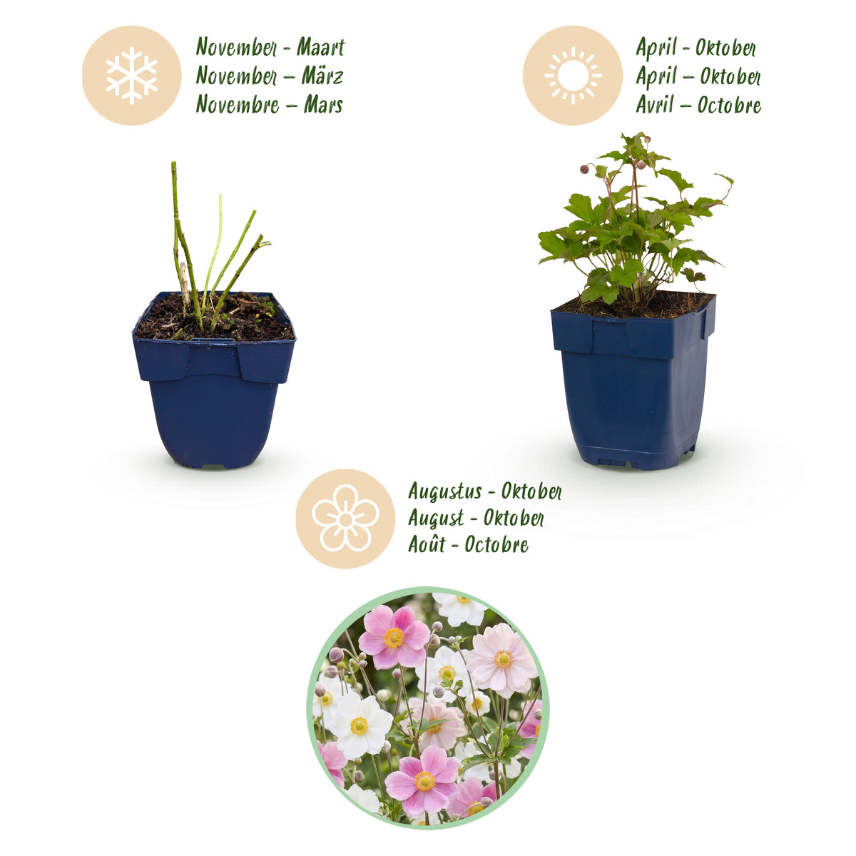 Herbst-Anemone 'Tricolour' – Pink-Weiß – Topf Ø11cm – Ansicht 4