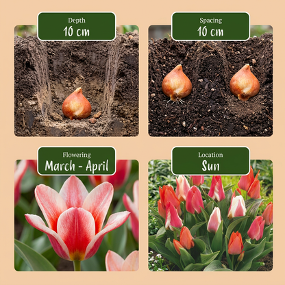Greigii-Tulpen Mix – Zwiebelgröße 11/14 – Ansicht 4