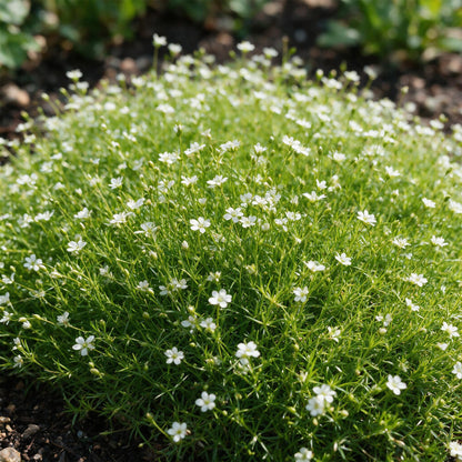 Sagina subulata – Weiß – Topf Ø11cm – Ansicht 6