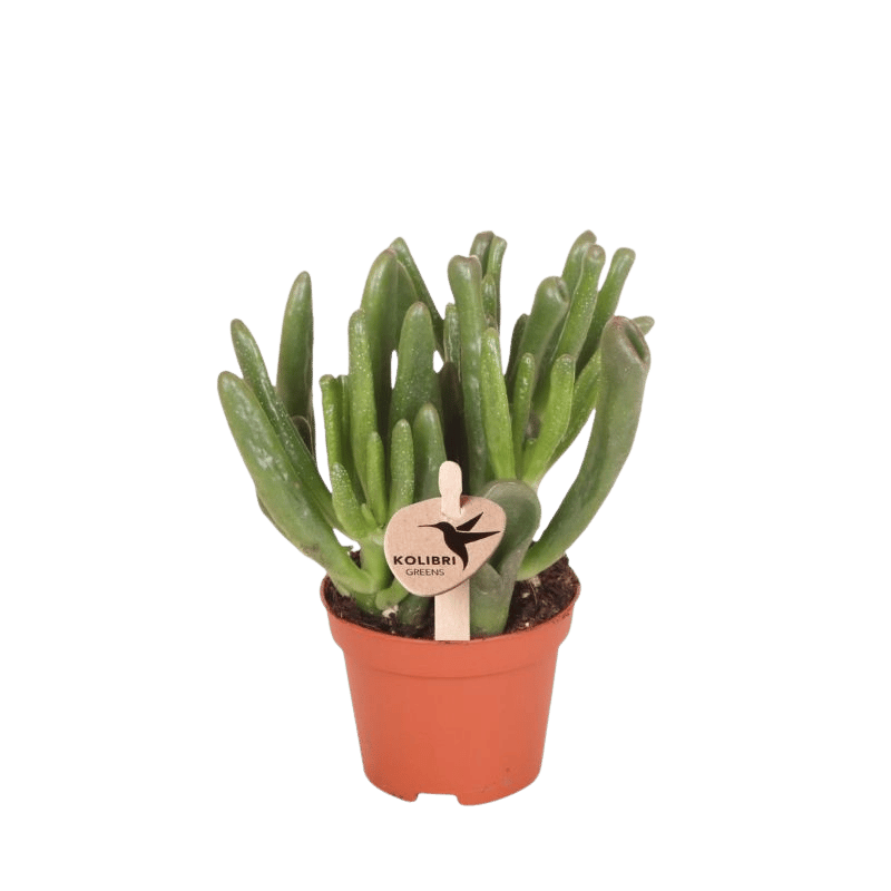 Sukkulente Crassula Hobbit – Ø6cm