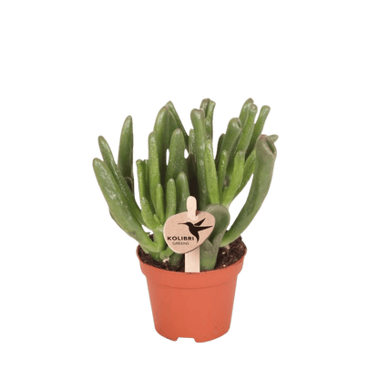 Sukkulente Crassula Hobbit – Ø6cm