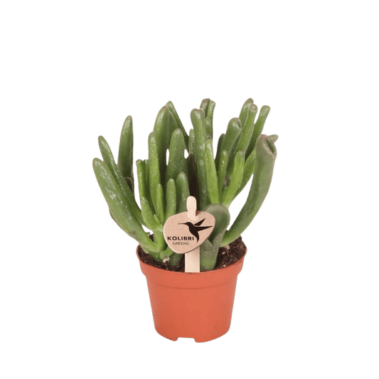 Sukkulente Crassula Hobbit – Ø6cm